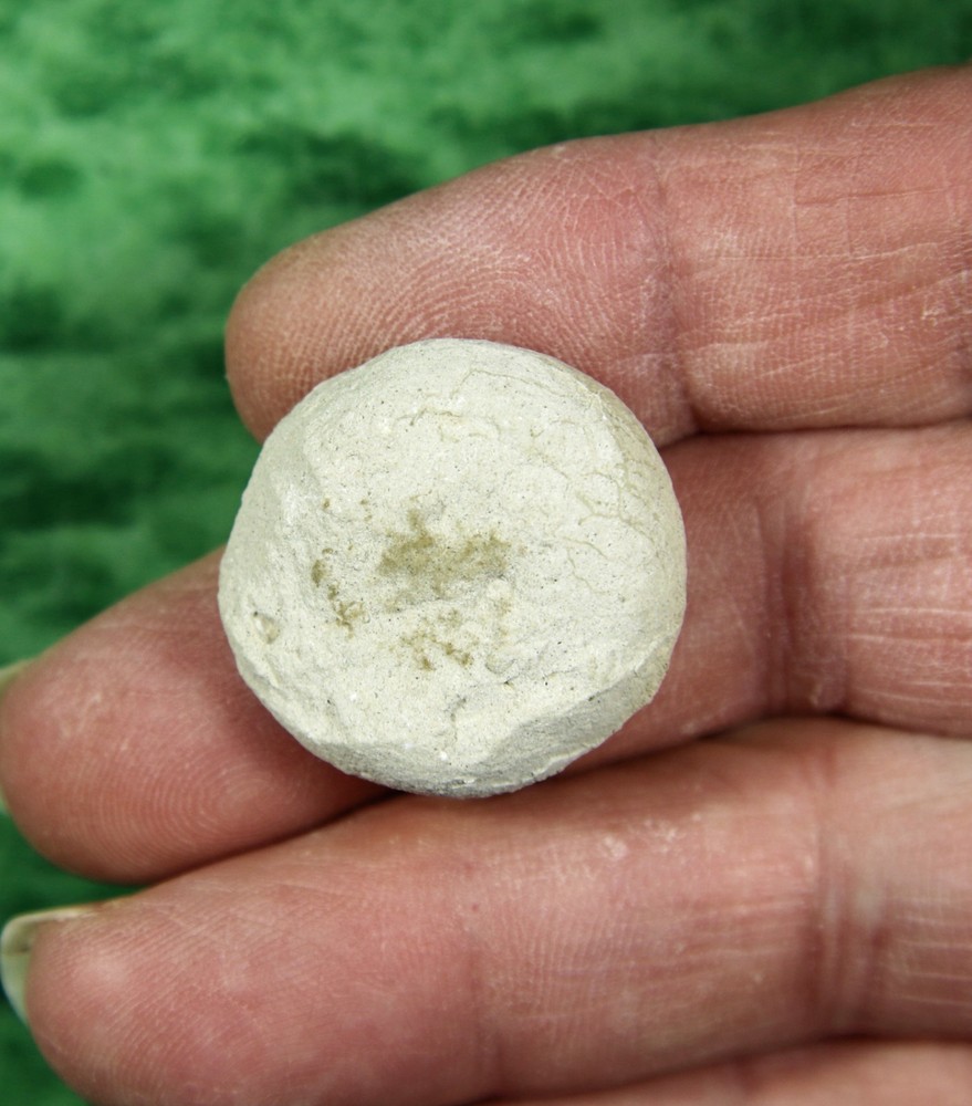 Stylemys nebrascensis - Nice Tortoise Egg