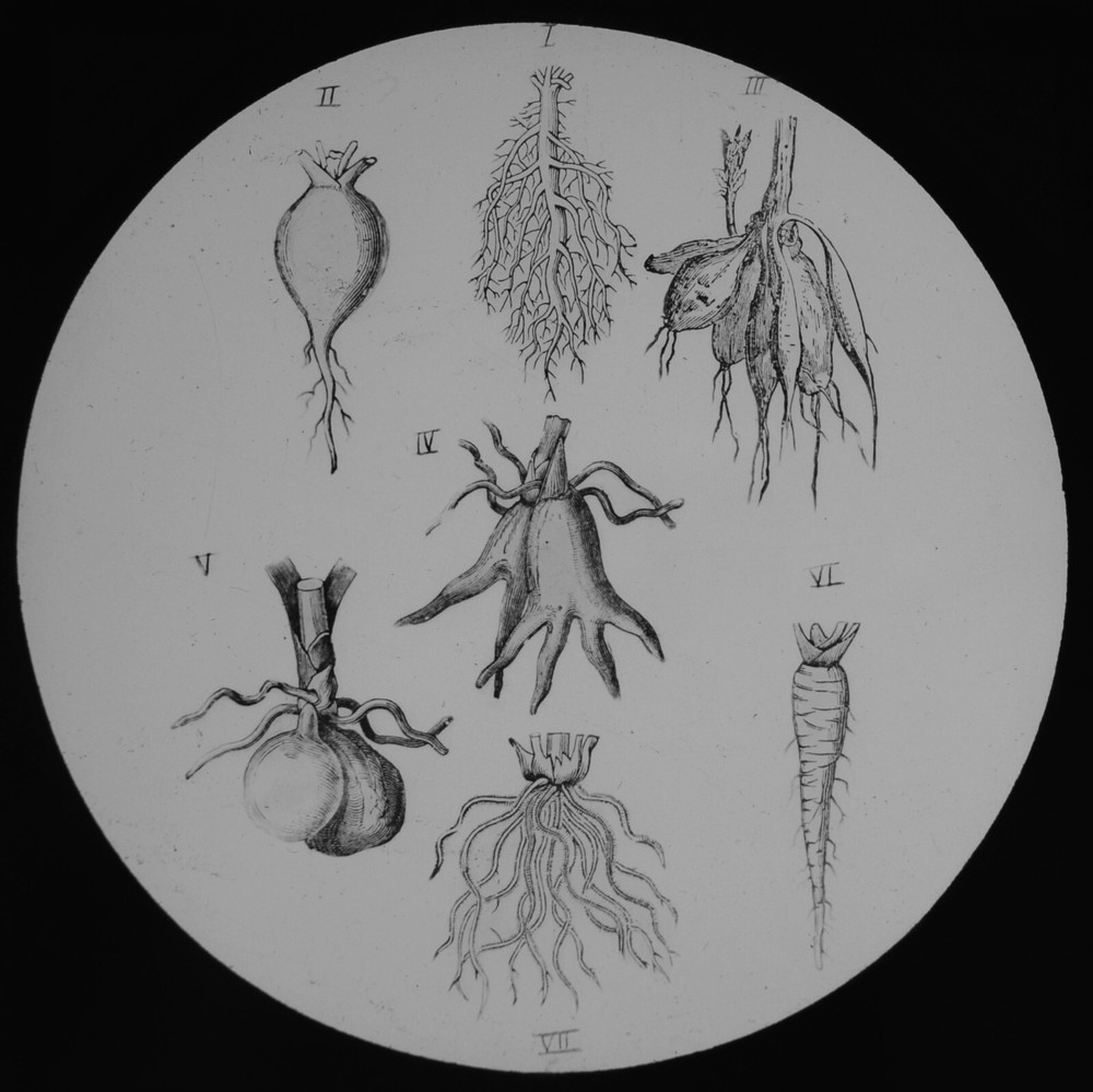VICTORIAN PLANT STUDY ROOT TYPES C1890 ANTIQUE Magic Lantern Slide ILLUSTRATION