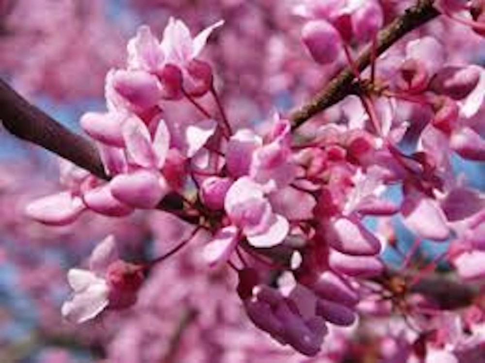 5 Eastern Redbud Tree 12-24" Tall Cercis canadensis Bare Root