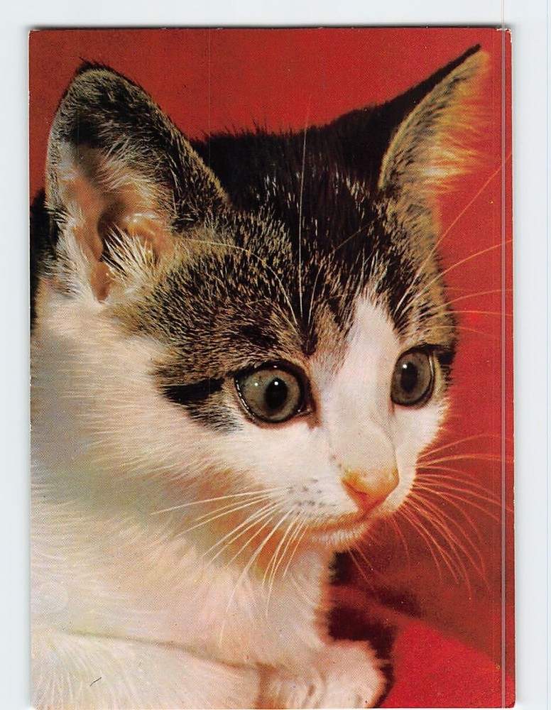 Postcard Cat Close Up Picture