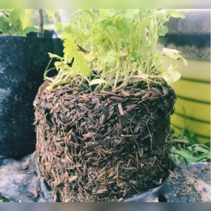 100% Organic Rice Husks Hulls Hydroponic Growing Medium Amendment DryCompost 50g