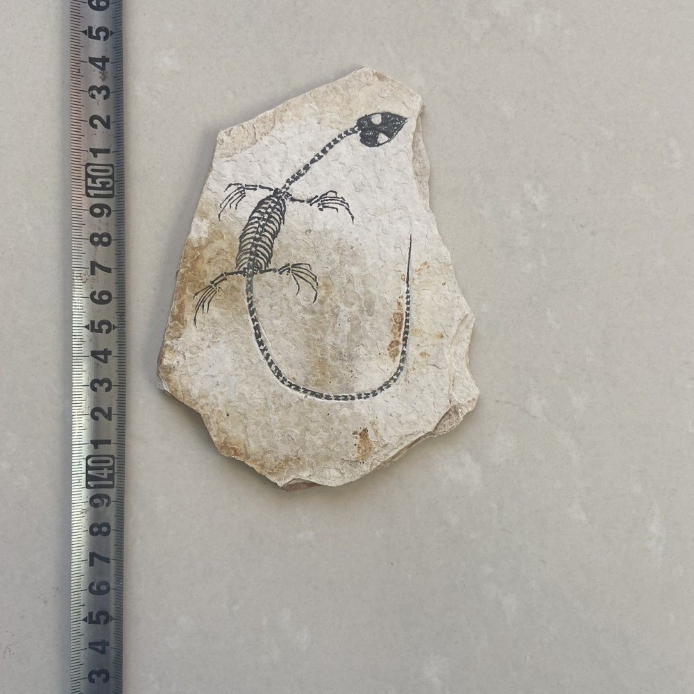 Unique and authentic paleontological fossil T06
