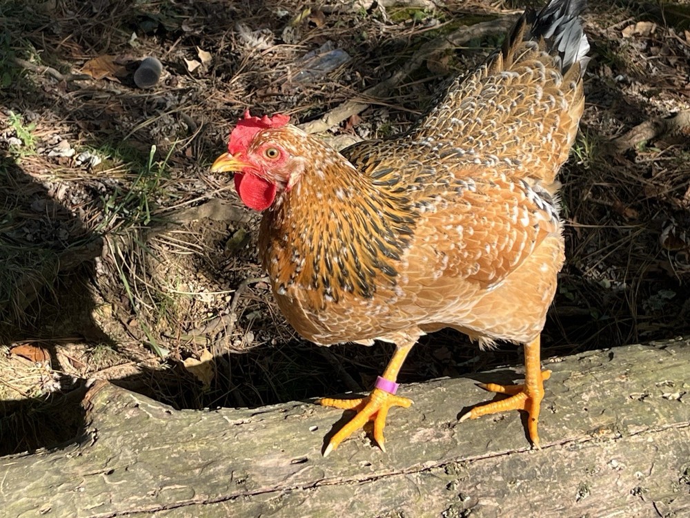 Swedish Flower Eggs 15+ Pack