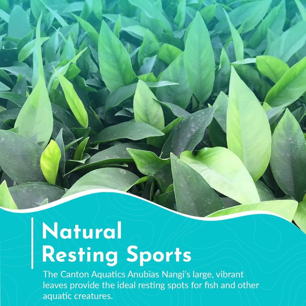 Melon Sword (Echinodorus Osiris) Medium