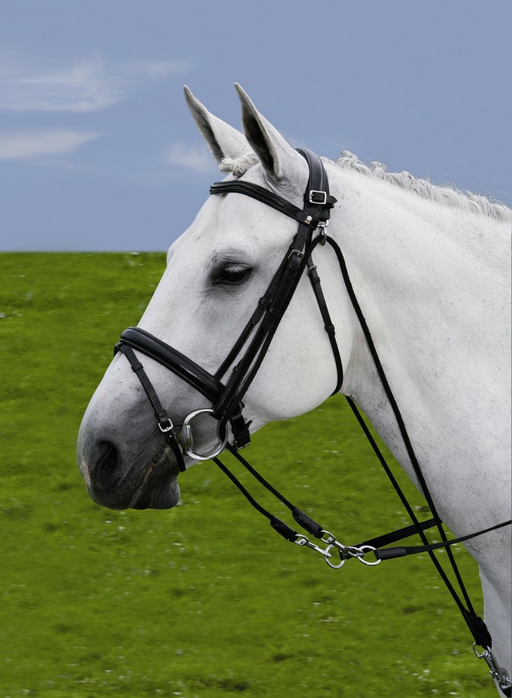 TRAINING MOUNTED GOGUE