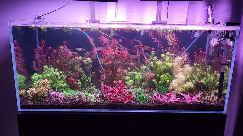 Aquatic Plant Pack 10 Varaties