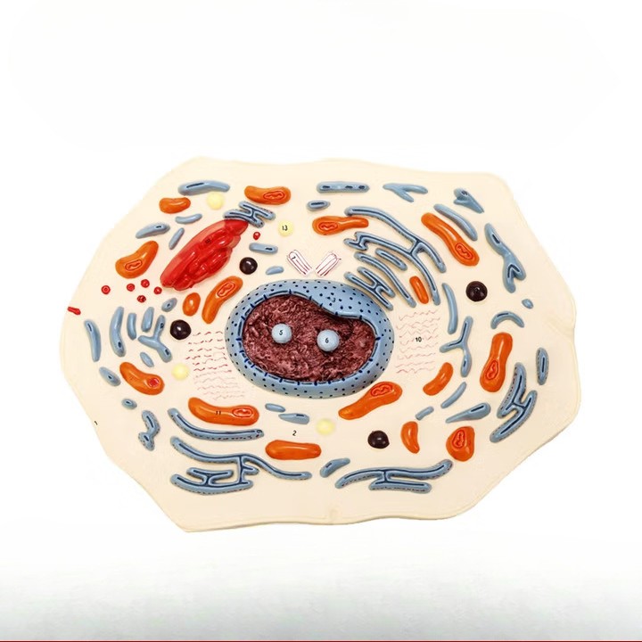 Animal Cell Mitosis Structure Magnify Model Animal Cell Model