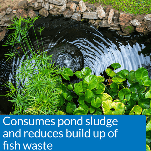 API Pond Pond-Zyme Sludge Destroyer 1lb. 146B