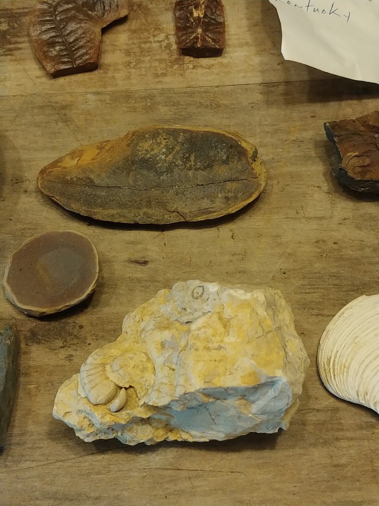 Fossil Lot 34 Total Pieces