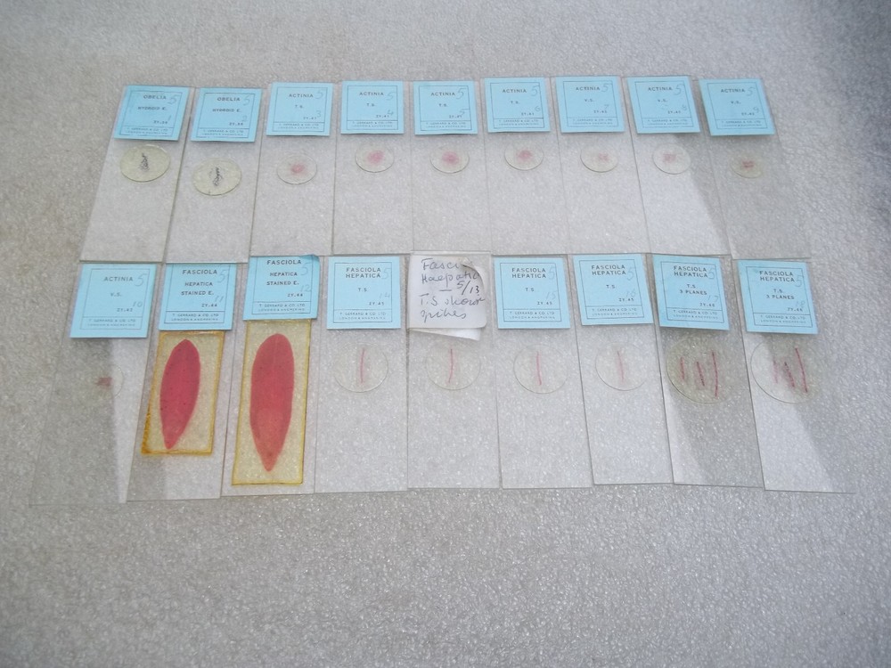 Vintage Glass Microscope Slides -