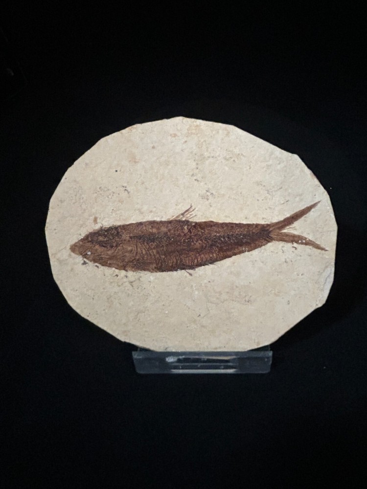 Fossil Fish