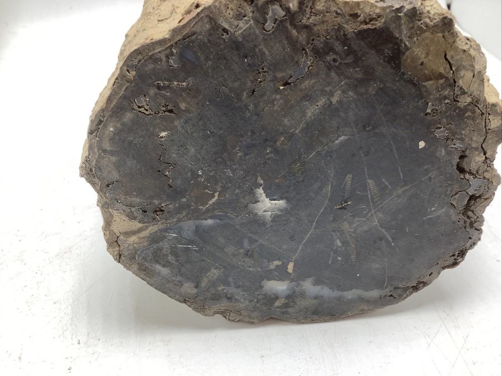 Petrified Wood 5Lbs 14oz