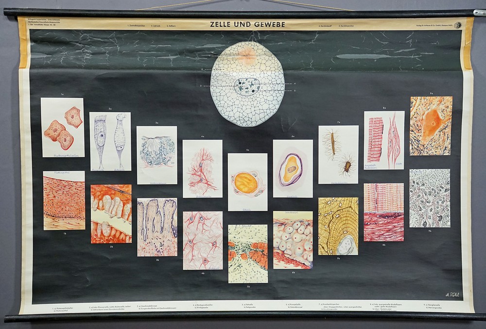 Anthropology Rollable Wall Chart Vintage Mural Cell and Tissue
