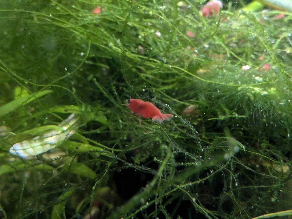 Tx Grown Java Moss 2x2 Easy Beginner Aquarium Plant Low Light Requirements