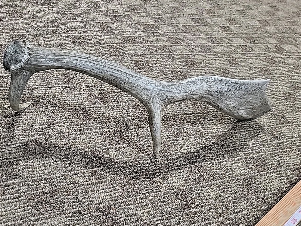 Aged Moose Antler 18"