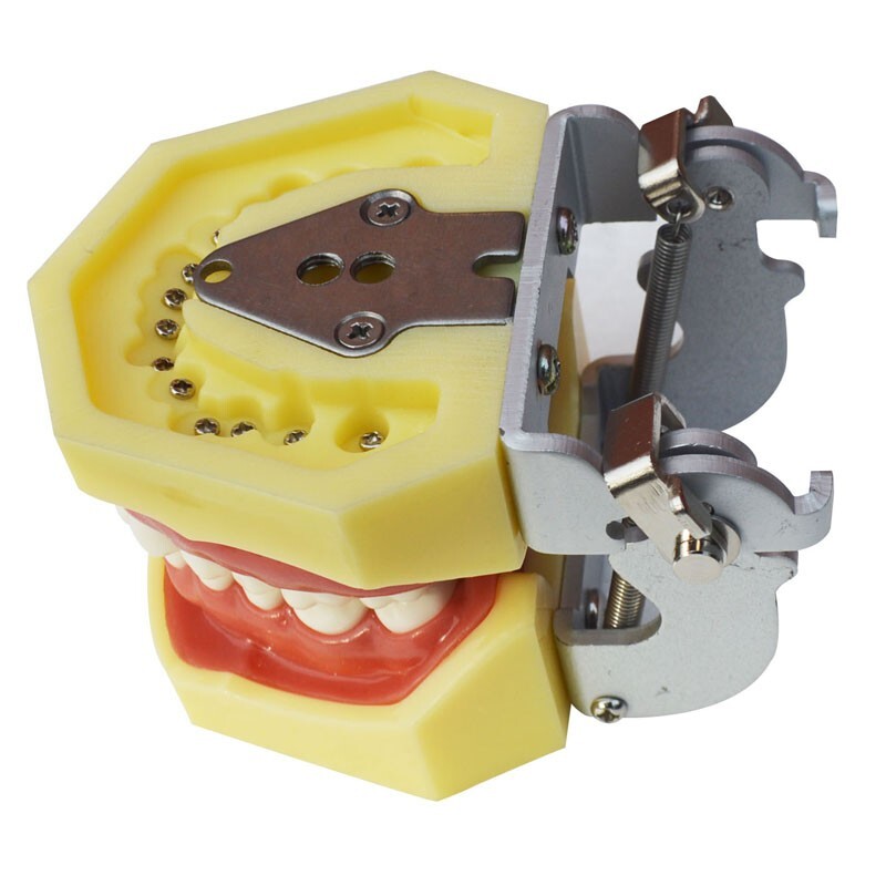 Teeth Model,Demonstration Teeth Model Standard Study Teaching Model