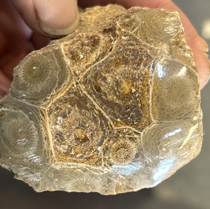 Petrified Coral End Polished
