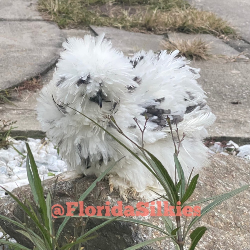 Silkie Hatching Eggs Assorted Colors (READ!) 4+