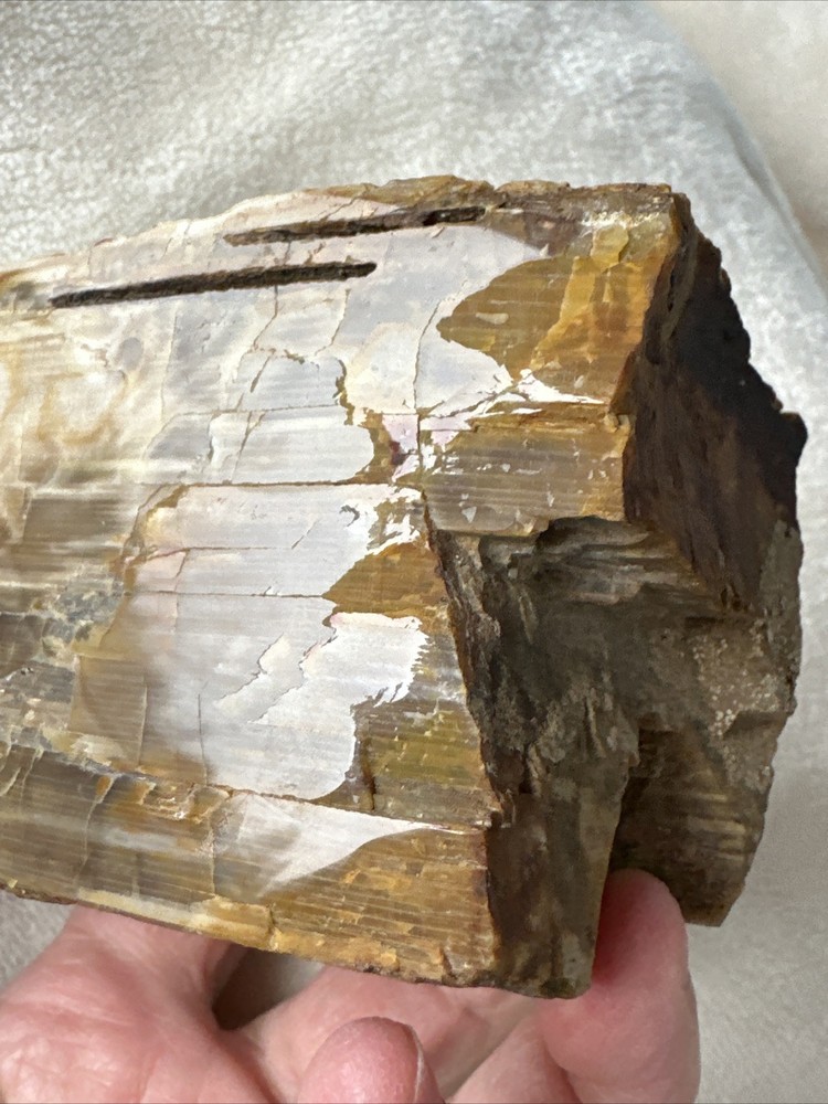 Petrified Wood