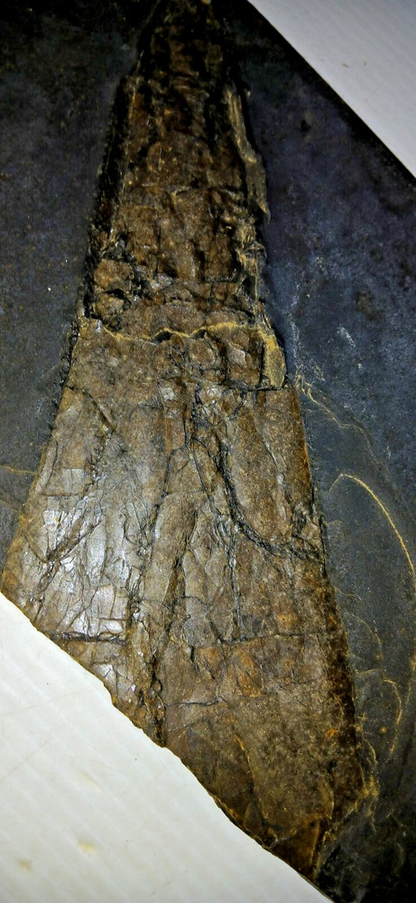 Dinosaur? Fish? Ray? Fossil