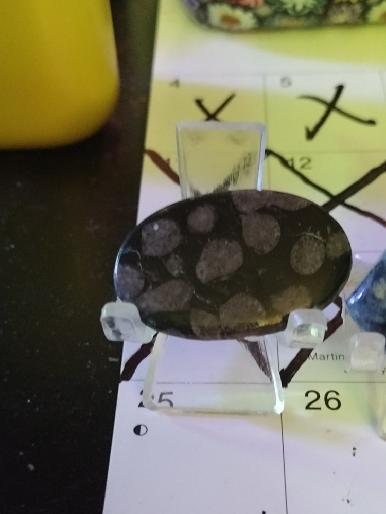Awesome Black Fossil Coral Display Cabochon