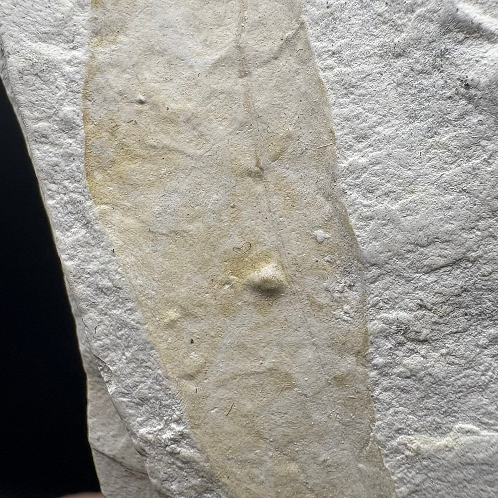 LEAF FOSSIL - Miocene - Erdobenye - HUNGARY AR40
