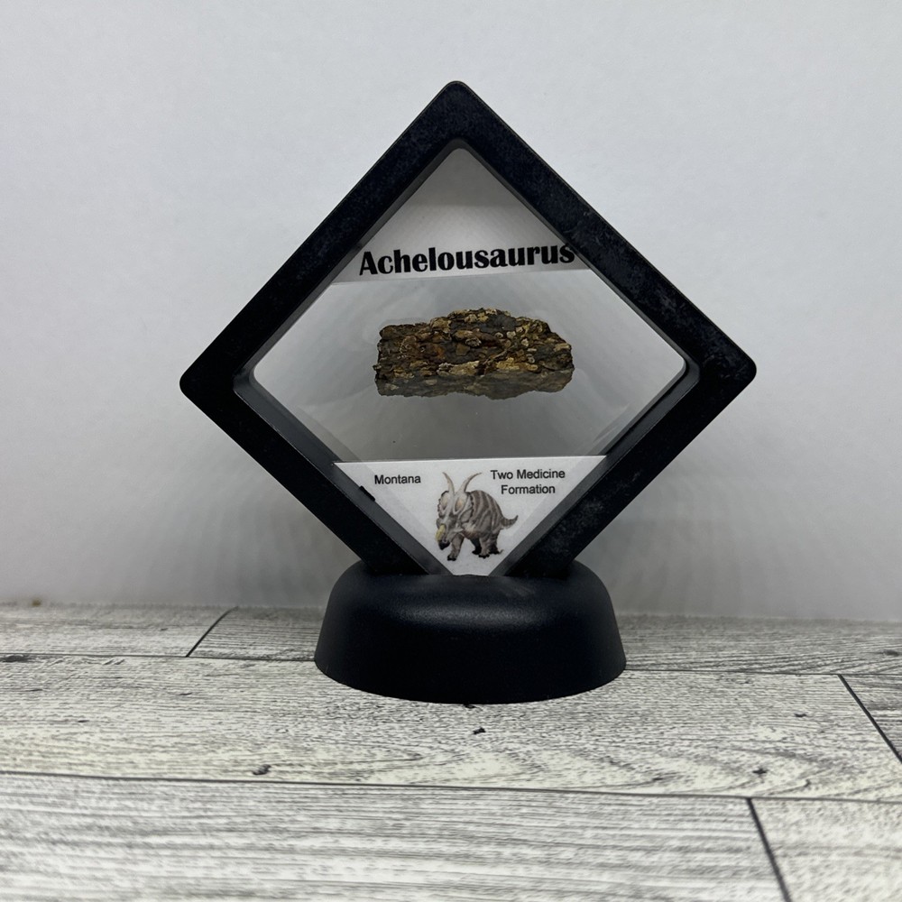 Achelousaurus Extinct Ceratops Dinosaur Bone Fossil in Display Case