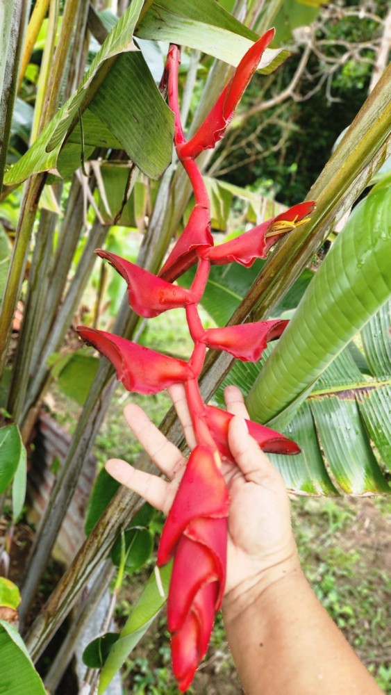 Heliconia longissima