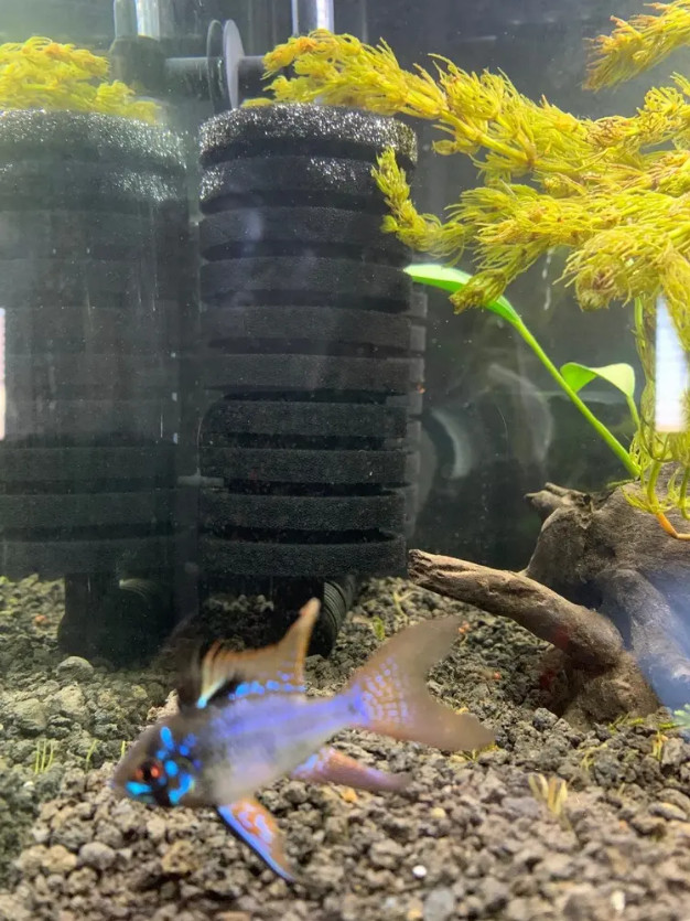 Large Double Head Bio-Sponge Filter 2set