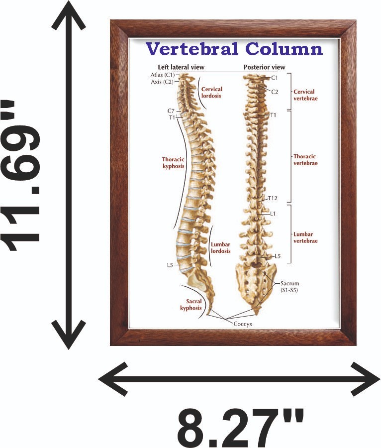 Vertebral Column Chart 12x18 inches