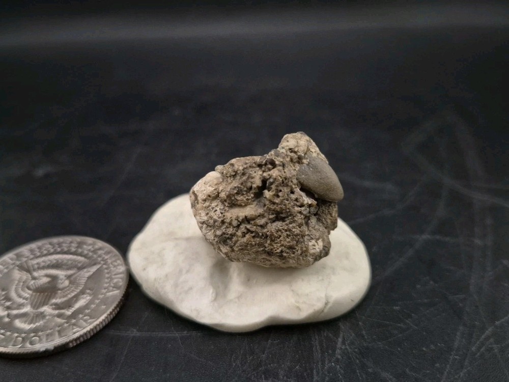 Real Fossil Dinosaur Egg Embro Permineralized Uv Reactive