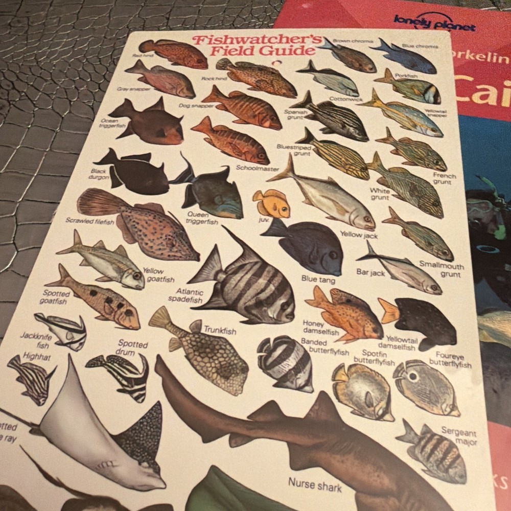 Sealife DC500 With Strobes No Camera