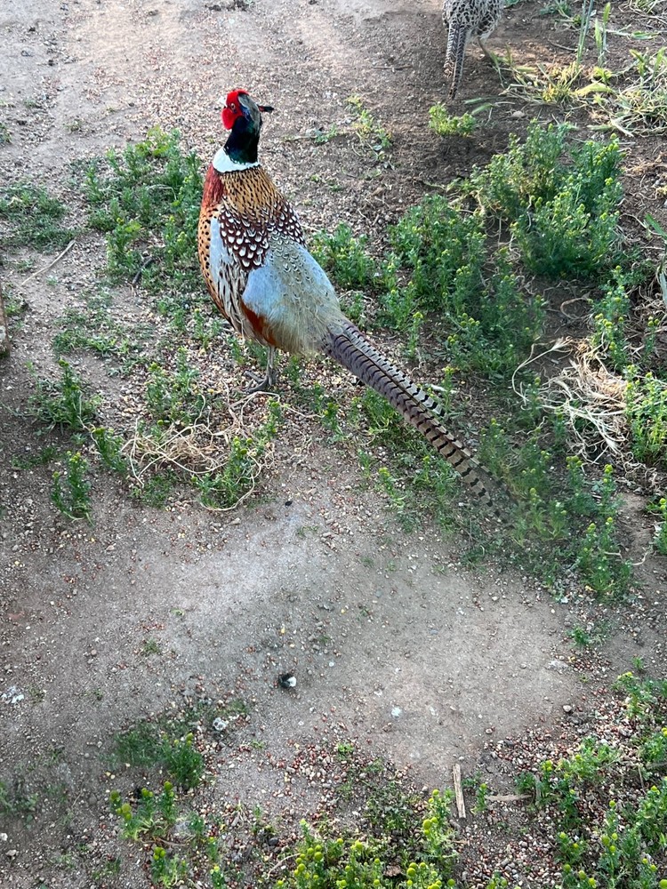 8 Pheasant hatching eggs - shipping now