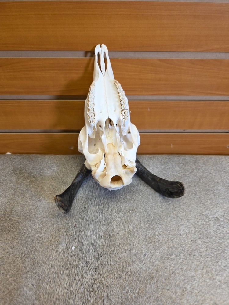 JVBH57 Sheep Ram Skull