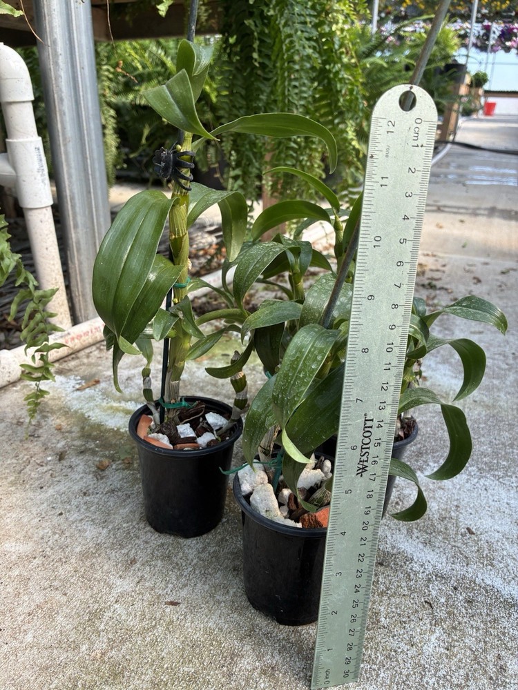 Nobile Dendrobium Spring Dream ' Appollon’