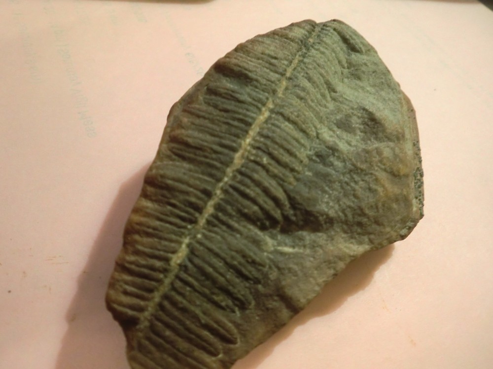 Fossilized Pecopteris Fern Leaf 3 1/2"