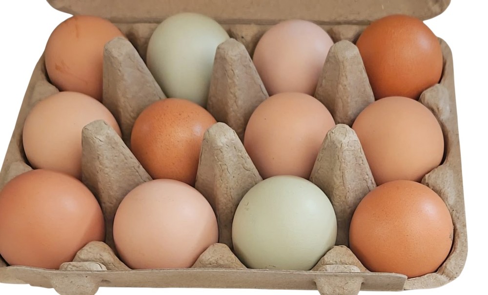 Incubator Rental For Hatching Eggs