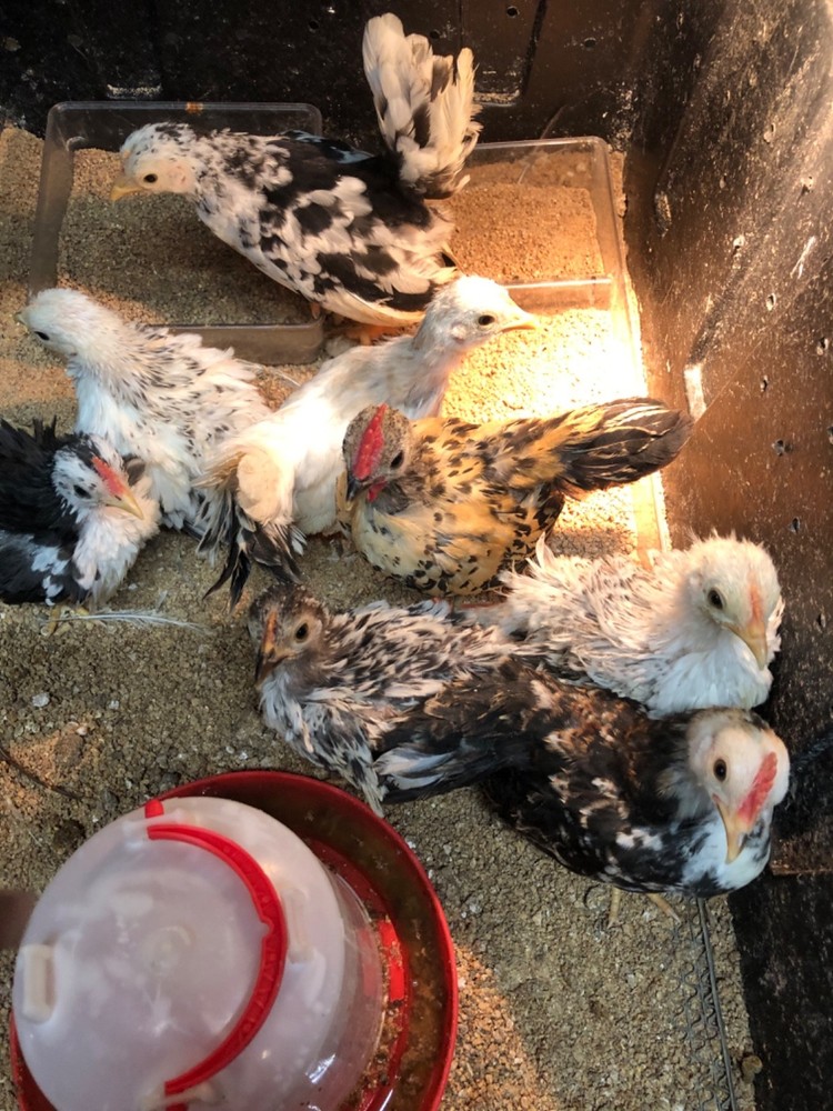 12 Clean Serama Hatching Eggs, Micro, A & B Types / Malay/Trad