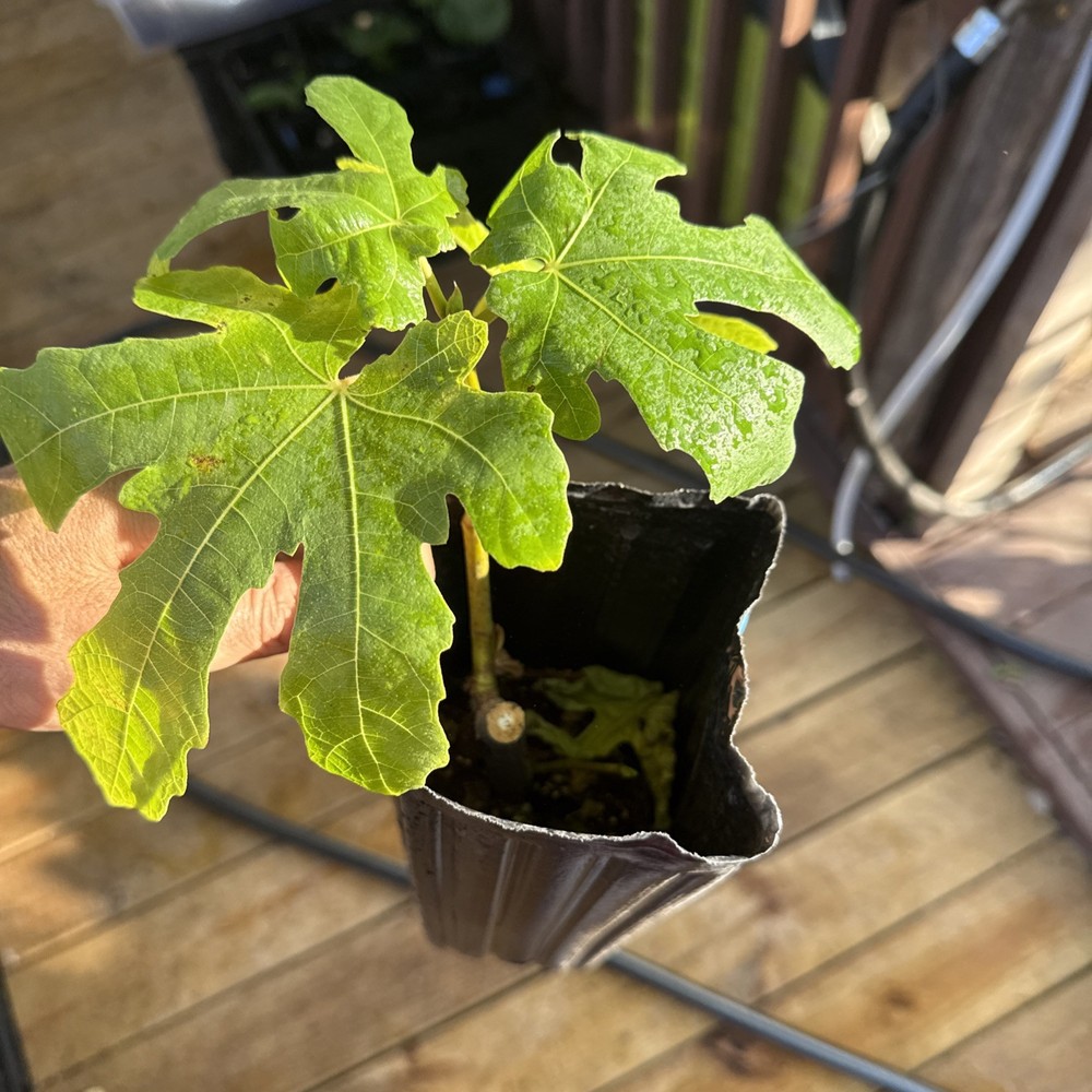 Italian Black young Fig Tree 🌲