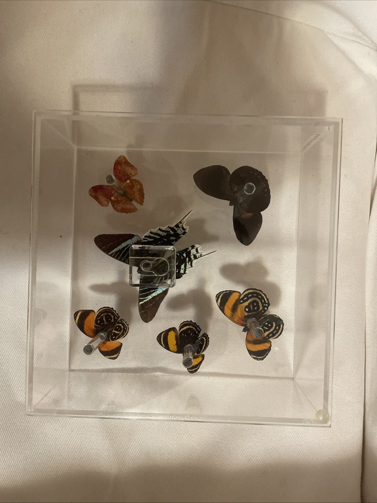 Butterfly 🦋 Art