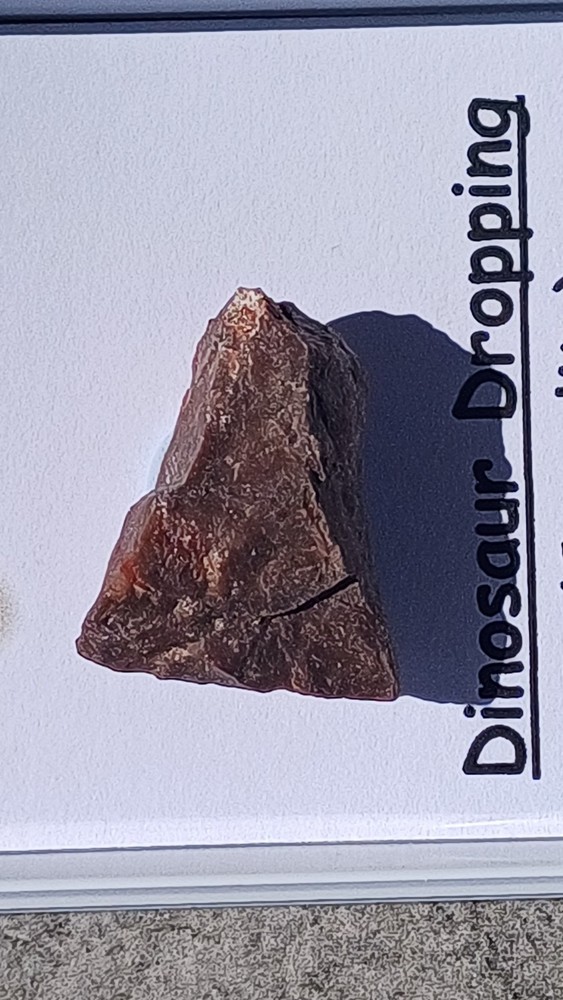 Fossiled Dinosaur Dropping/ Croprolite