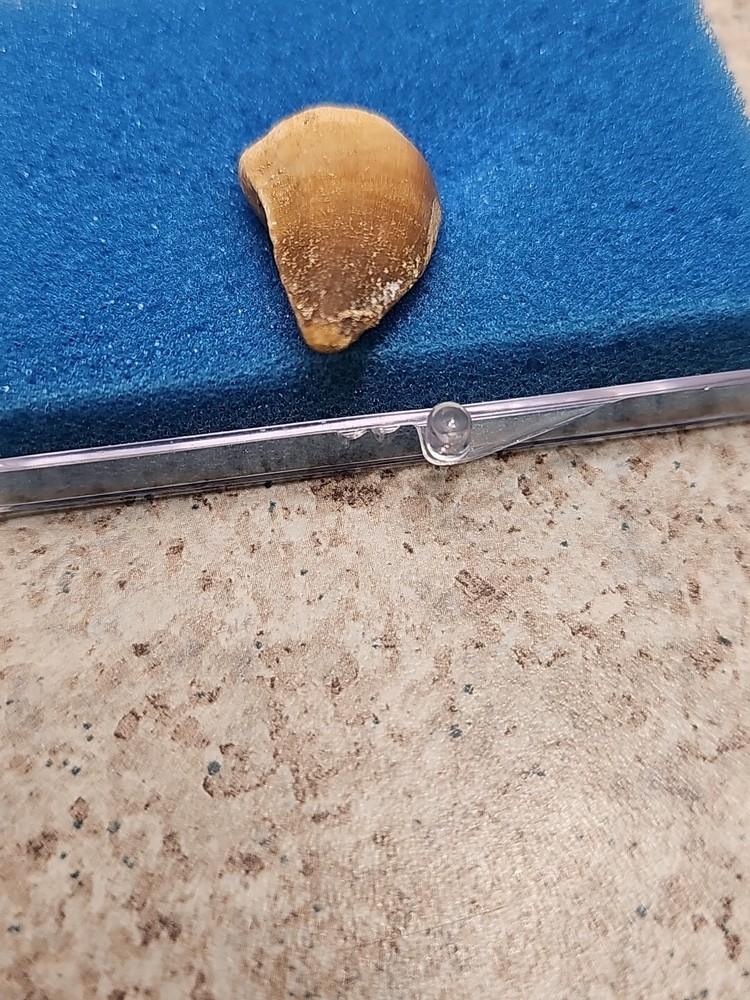 Boxed Fossil Mosasaur Tooth