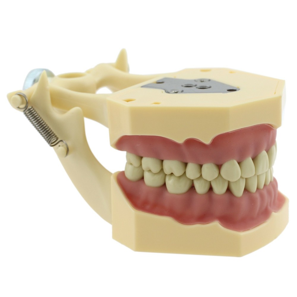 Dental Restorative Typodont Model 32pc Removable Marked Teeth M8014-2 Frasaco