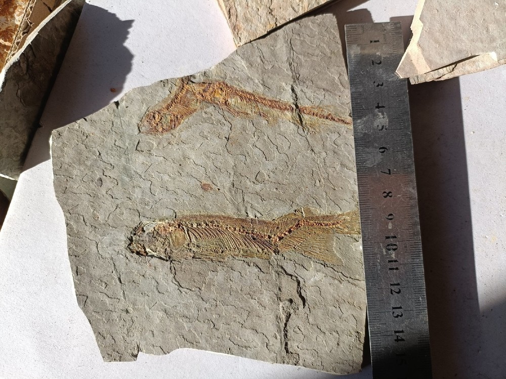 Unique and authentic fossilized fish like stone A036