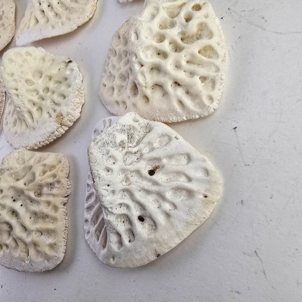 Gator Alligator Back Scute bone bones Bony scutes croc weird Osteoderms white