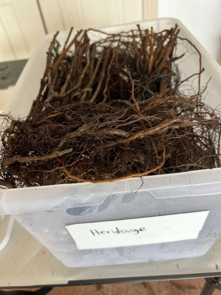 Heritage Raspberry Plants 10 Pack (semi dormant / bare root)