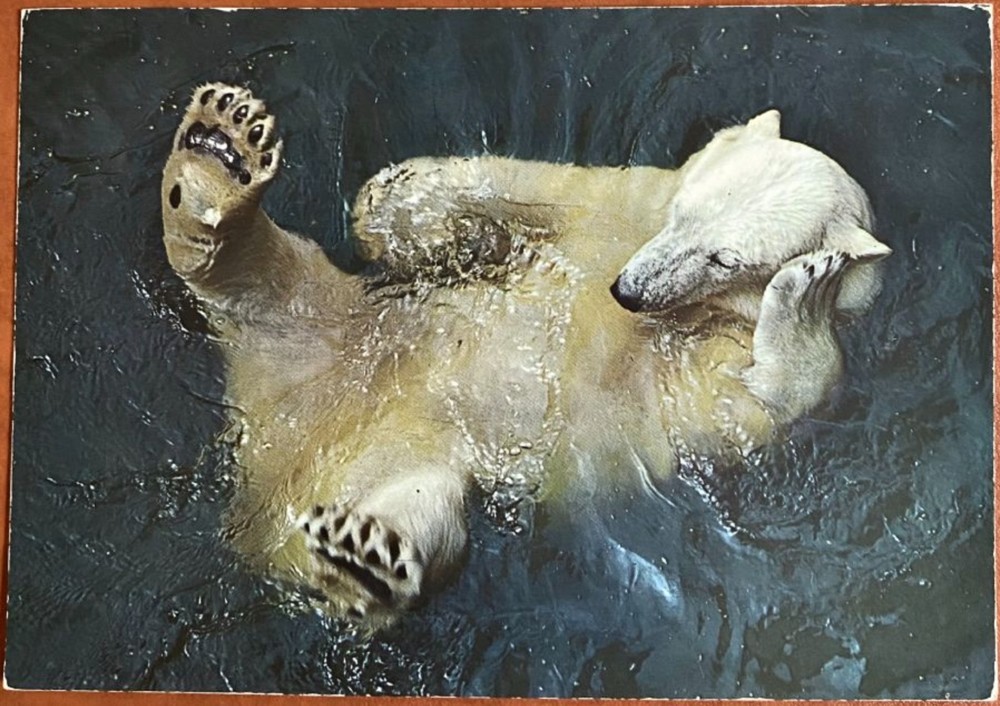 Postcard Norway Polar Bear