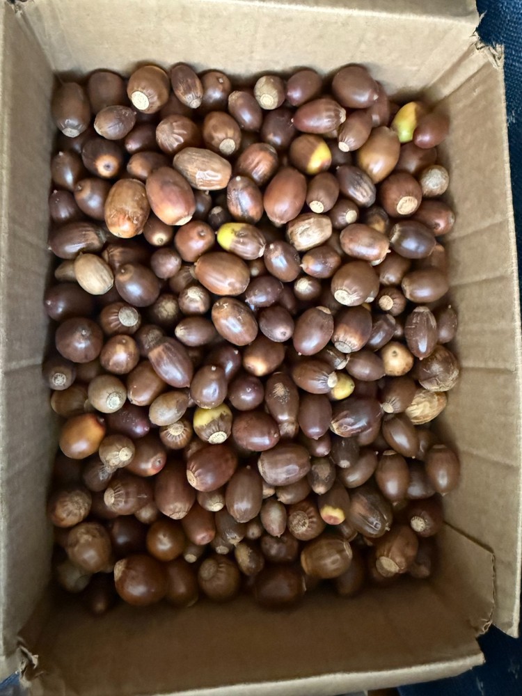 Acorns for hunters
