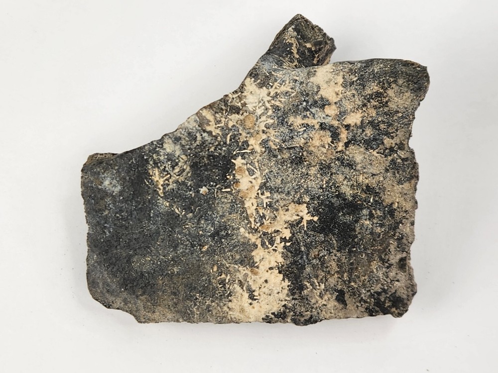 Pathological Turtle Shell Fossil - Florida