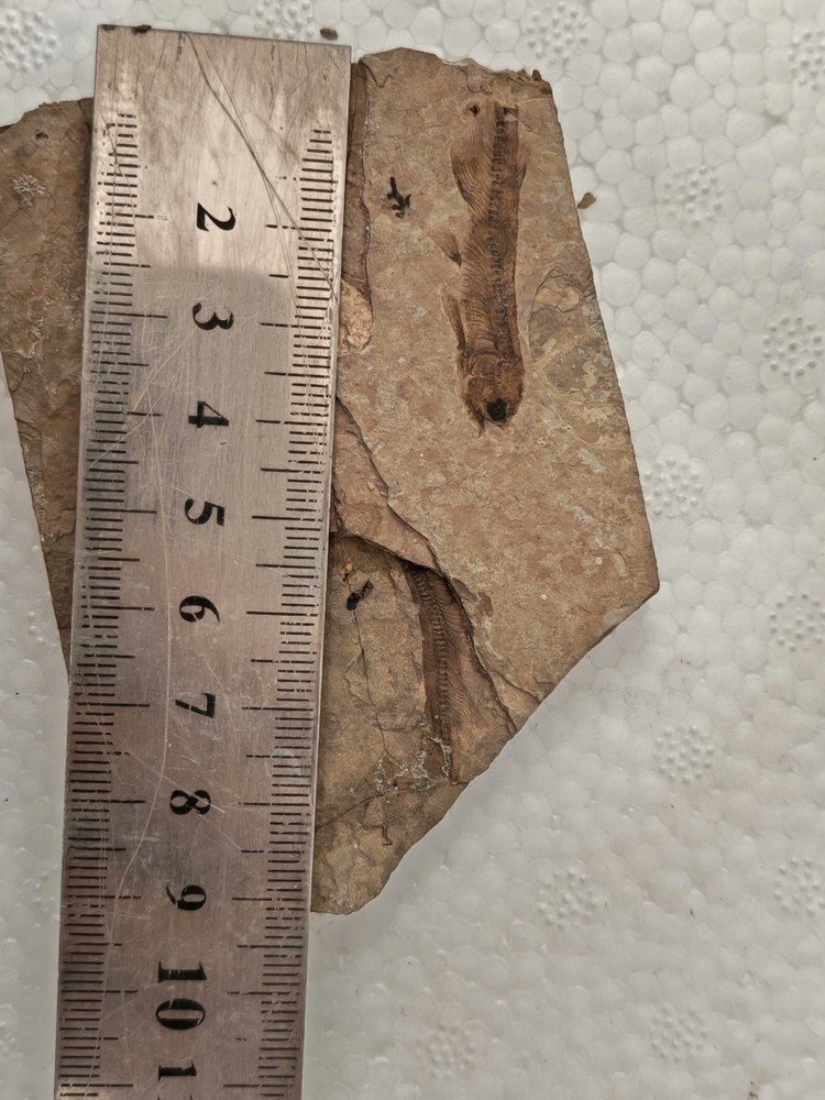 Unique and authentic fossilized fish like stone A037